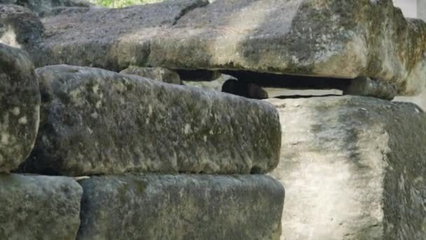 Αρχαία ρωμαϊκή νεκρόπολη Les Alyscamps στην Arles, Provence — Αρχείο Βίντεο