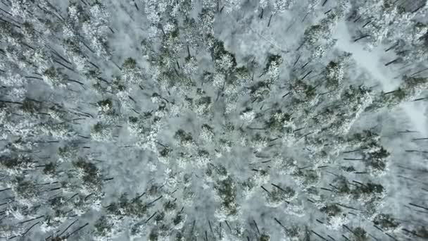 山の森の中の空中ドローンビュー。冬景色 — ストック動画