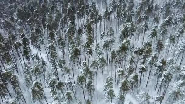 Αεροφωτογραφία μη επανδρωμένου αεροσκάφους στο ορεινό δάσος. Χειμερινό τοπίο — Αρχείο Βίντεο