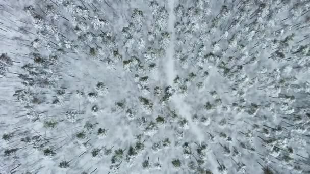 Αεροφωτογραφία μη επανδρωμένου αεροσκάφους στο ορεινό δάσος. Χειμερινό τοπίο — Αρχείο Βίντεο