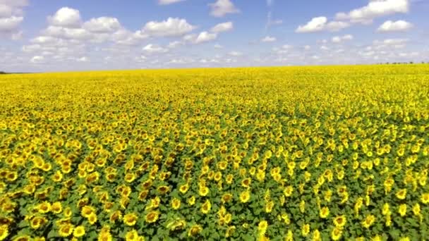 Volando sobre un campo de girasol, dron moviéndose a través de un campo amarillo de girasoles — Vídeos de Stock