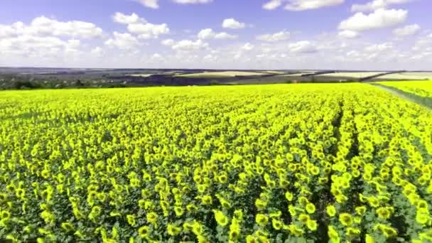 Політ над соняшниковим полем, безпілотник рухається через жовте поле соняшників — стокове відео