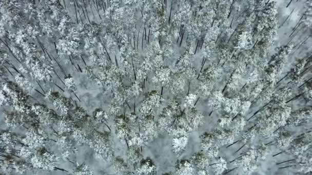 Temporada de invierno nevado bosque de montaña plano aéreo.Impresionante paisaje natural — Vídeo de stock