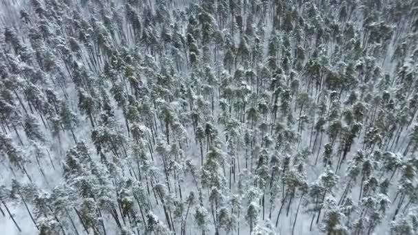 Aereo top down flyover colpo di abete rosso invernale e pineta . — Video Stock