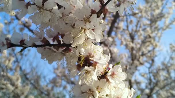 Mel abelha polinizar flor de cereja árvore de flor . — Vídeo de Stock