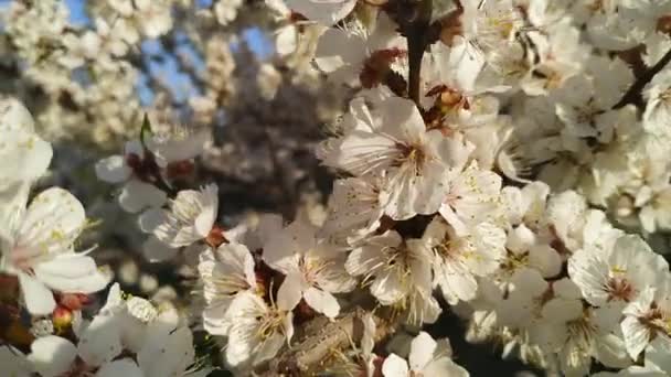 Aprikosenblüte Video Einer Aprikosenfruchtblume Die Auf Blauem Hintergrund Blüht Und — Stockvideo