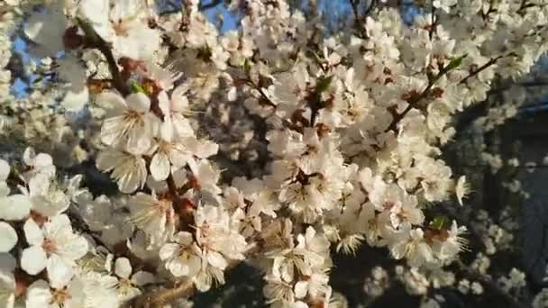 Flor Cerezo Flor Sakura Flor Cerezo Plena Floración Hermosas Flores — Vídeo de stock