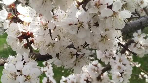 Ramo Cereja Com Flores Flor Primavera Belo Galho Árvore Japonês — Vídeo de Stock