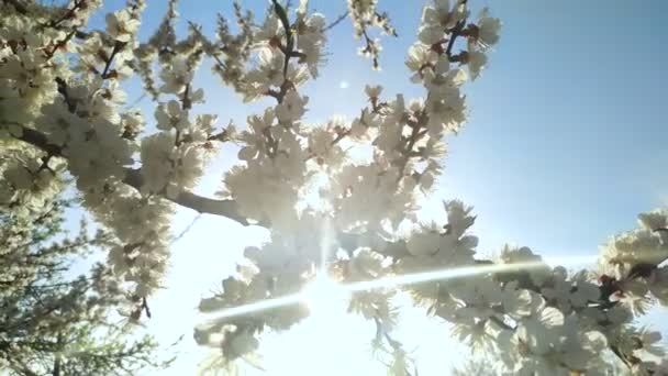 満開の桜青空の背景 美しい春の花 新鮮なピンクの花 新鮮な花びらの美しさ — ストック動画