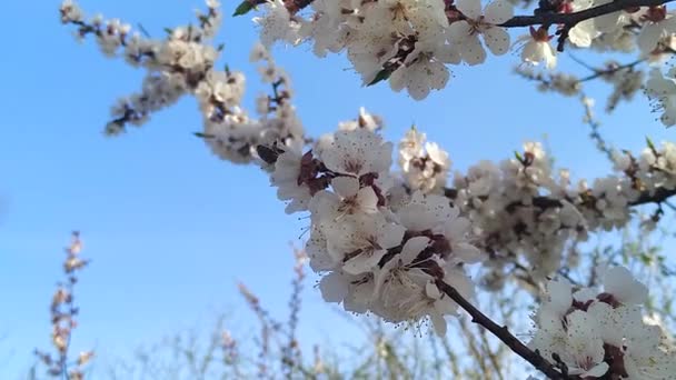 采购产品樱桃花 百花齐放的樱桃树 美丽的春天花 新鲜的粉红色花 美丽的新鲜的花花瓣 — 图库视频影像