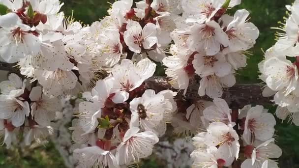 Rama Cerezo Con Flores Flor Primavera Una Hermosa Rama Árbol — Vídeo de stock