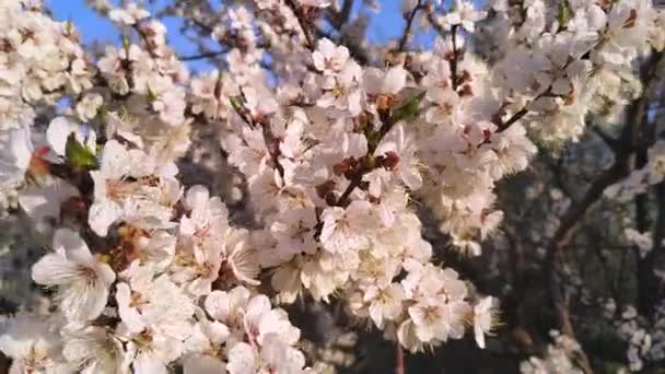 开着春天花朵的樱桃树枝条 一个美丽的日本树枝 开着樱花 Sakura — 图库视频影像