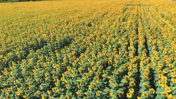 Aerial view of Sunflowers field. Flight over the sunflower field. — 图库视频影像