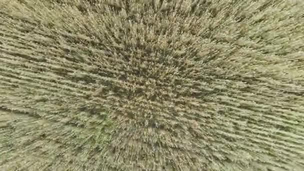 Hava görüntüsü. Olgun altın buğday tarlasının üzerinde uçmak. — Stok video