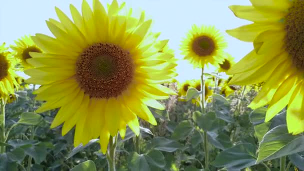 Campo de girasoles. Flores girasol contra el cielo con sol brillante — Vídeo de stock