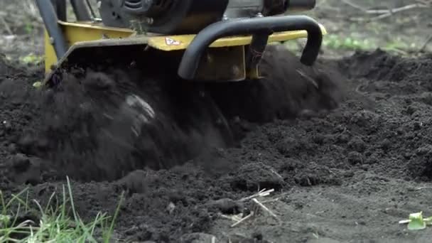 Toprağı sürüyorum. Yetiştirilen sebzeler, meyveler. — Stok video