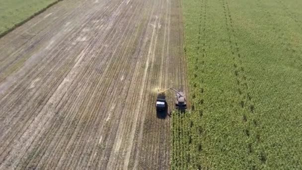 Cosecha de maíz con maquinaria de tiro de arriba hacia abajo — Vídeo de stock