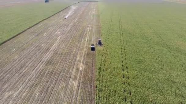 Aerial view of combine harvester harvesting ripe corn on harvest field. — Stock Video