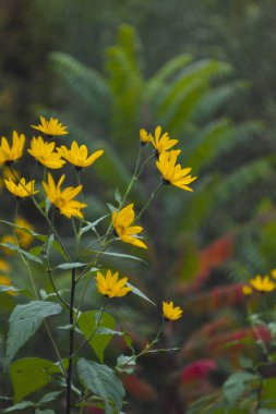 Topinambur çiçek şube