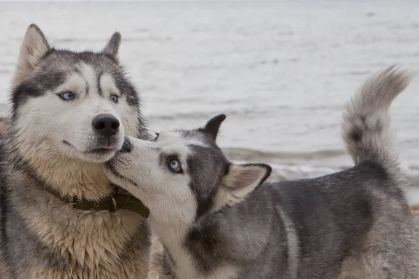 Casal de cães husky brincando à beira-mar Imagens De Bancos De Imagens