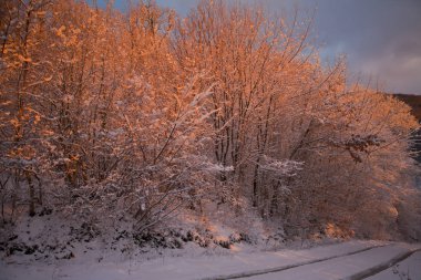 Kış orman Sunrise tarafından çizilmiş