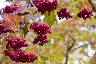 Kartopu olgun çilek