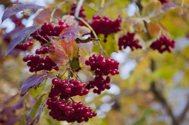 Kartopu olgun çilek