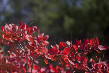 Kırmızı Scumpia şube