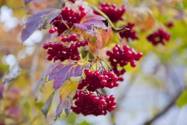 Kartopu olgun çilek