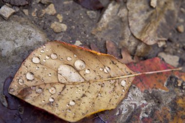 Çiğ yaprak yaprakları üzerinde