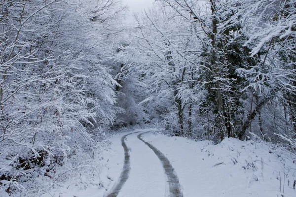 Estrada dobrar na floresta nevada — Fotografia de Stock