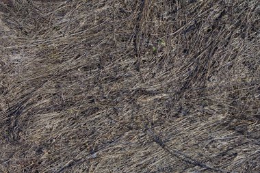 Parlak güneşli solmuş çim arka plan