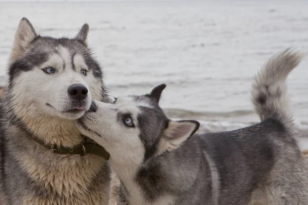 Casal Cães Husky Beijando Areia Beira Mar Com Fundo Mar Imagens De Bancos De Imagens Sem Royalties