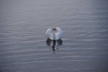 Gölde beyaz kuğu