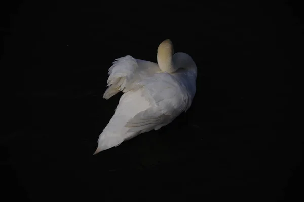 Witte Zwaan Het Meer — Stockfoto