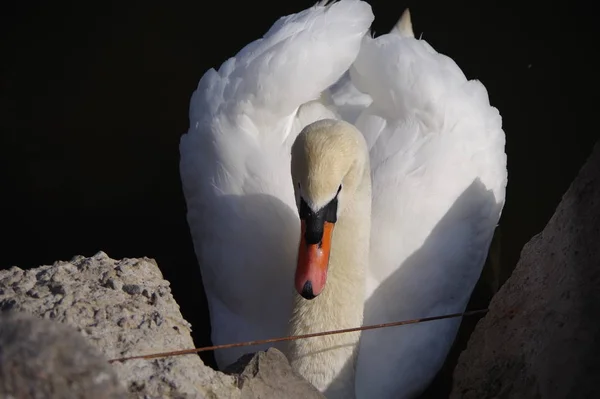 Labuť Bílá Jezeře — Stock fotografie