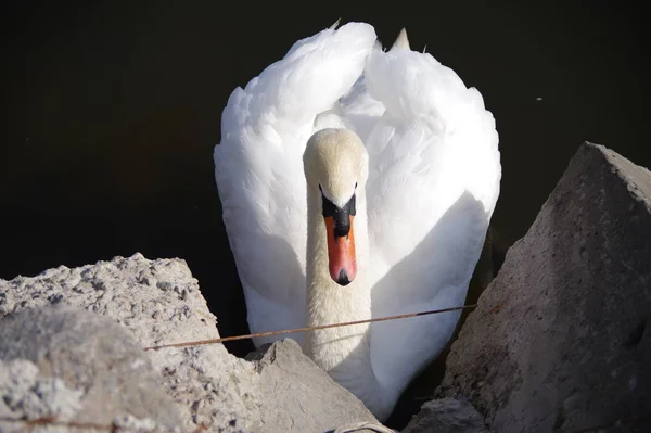 Labuť Bílá Jezeře — Stock fotografie