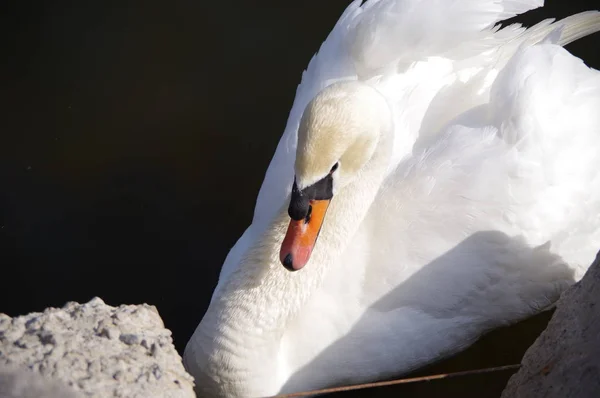 White swan on the lake