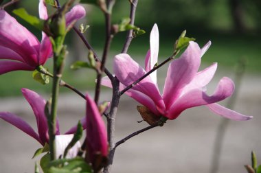 Güzel çiçekli pembe manolya