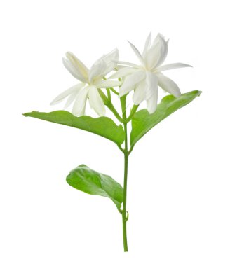 Yasemin beyaz arkaplanda izole edildi