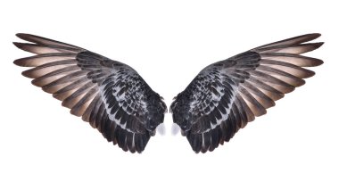 Yayılan beyaz arka plan üzerinde pinyon