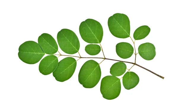 Tak van groene moringa verlaat, tropische kruiden geïsoleerd op wit — Stockfoto