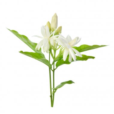 Yasemin beyaz arkaplanda izole edildi