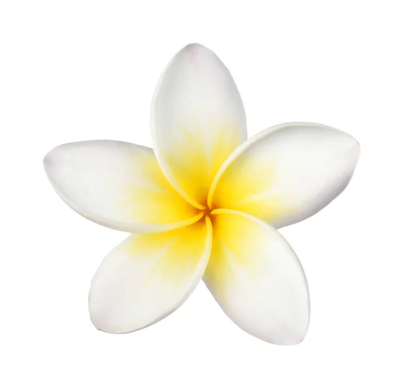 Цветок Франжипани на белом фоне — стоковое фото