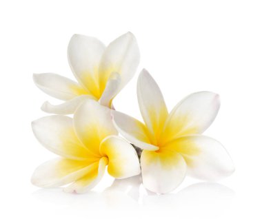 Beyaz arkaplanda Frangipani çiçeği