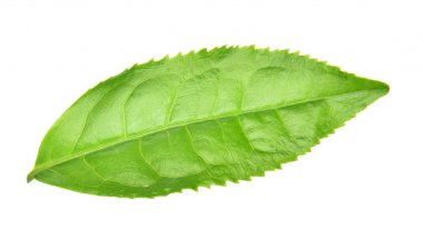 Beyaz arkaplanda yeşil çay yaprağı izole