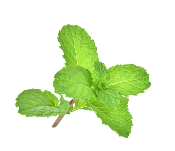 Mint daun herbal. terisolasi di latar belakang putih — Stok Foto
