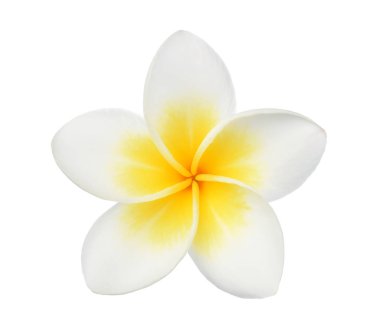 Beyaz arkaplanda izole Frangipani çiçeği