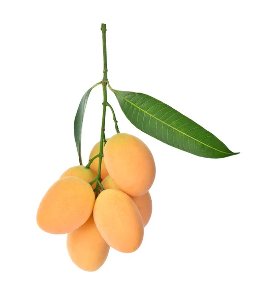Γλυκό δαμάσκηνο Ταϊλάνδης Marian φρούτων (mayongchid) απομονωμένα σε λευκό πίσω — Φωτογραφία Αρχείου