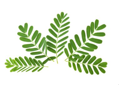 Beyaz arka plan üzerinde izole demirhindi yaprak